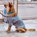 누리까까 이미지