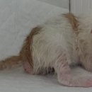 산타클라라동물병원 이미지