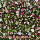 안의꽃사랑 | [2025 양재 플라워 페스타] 피어:나, 꽃과 함께 피어난 나의 하루