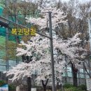 복권 당첨번호/복권당첨/복권당첨금/복권당첨지역/벚꽃놀이복권