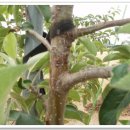사과나무재배-병충해-사과 겹무늬썩음병 발생생태와 방제 이미지