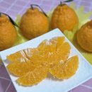 태양농원 | 한라봉신품종 써니트 택배 제주 돌담농원 GAP인증 농산물