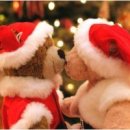 당구25클럽 이미지