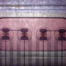 AI 한계 넘는 오가노이드 칩…에너지 효율서 월등 이미지