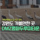 평화식품 | [철원] 강원도 가볼 만한 곳 DMZ두루미평화타운 코스(DMZ 관광 가는방법/입장료/예약/예약방법/소요시간...