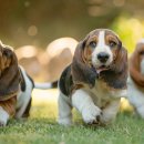 바셋하운드 이미지