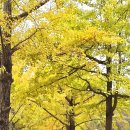 극락(칠장사) 이미지