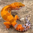 펫유동물병원 이미지