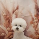 투숑펫살롱 이미지