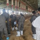 창녕축산 이미지