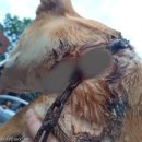 견생공감 이미지