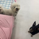 허니바우 이미지