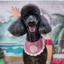 꿈꾸는강아지 이미지