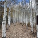 자작나무숲 주차장 이미지