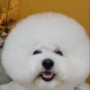 로댕 펫 살롱 이미지