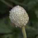 바람의꽃 이미지