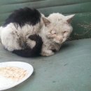 블라썸캣 이미지