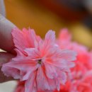 블루마리 이미지