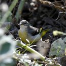 소청도의 노랑할미새(gray wagtail) 이미지