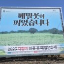 조천읍 와흘메밀마을 | 2026 제주 봄 축제 가볼 만한 곳 와흘 메밀문화제 실시간 후기