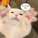 오묘고양이카페&호텔&미용