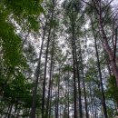 재산면사무소 | [오지캠핑]봉화, 청량산에서 승부역까지~~!!