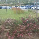 금호강하중도 이미지