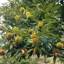 밤산농원 이미지