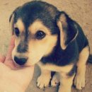 예쁜강아지 이미지