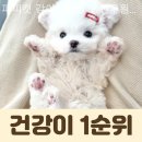 퍼피캣 강아지분양 인천루원시티점 이미지