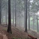 계룡산편백숲입구 이미지