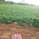 보람농장 이미지