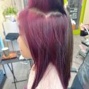 멋내는 애견 | 가람마을미용실 시크릿투톤 퍼플 염색 파주 운정 헤어샵 후기