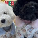 우월한 탄산 이미지