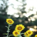 부연공원 이미지