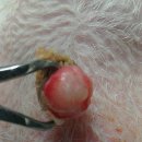 24시예스동물병원 이미지