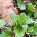 서해랑길(트레킹) 코스 이미지