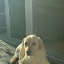 휘게 펫케어 이미지