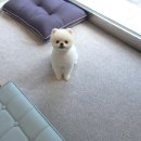 늘 예쁘개 이미지