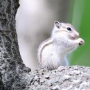 아기다람쥐 이미지