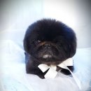 몬스터 페키니즈 이미지