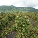 섯다장어 이미지