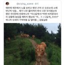 소떼 이미지