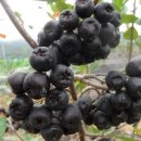 동막농장 이미지