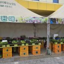 춘천원예농업협동조합 | 춘천 최고 품질의 모종은 여기에!! #춘천원예농협 #채소 #꽃 #와사비