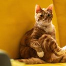 인춘당약국 이미지