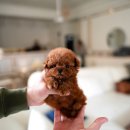 퍼피데일리 이미지