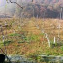 오향4리 이미지