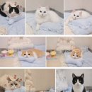 판교 P&P 동물병원 | 분당 남자 고양이 중성화 수술｜판교 P&amp;P 동물병원 후기