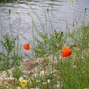 글로벌 행정사 이미지